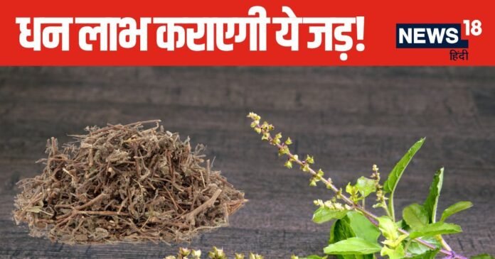 ऐसा-वैसा न समझे इस जड़ को, तिजोरी में रखने मात्र से होगी धन की शुद्धि, आर्थिक तंगी से भी मिलेगा छुटकारा