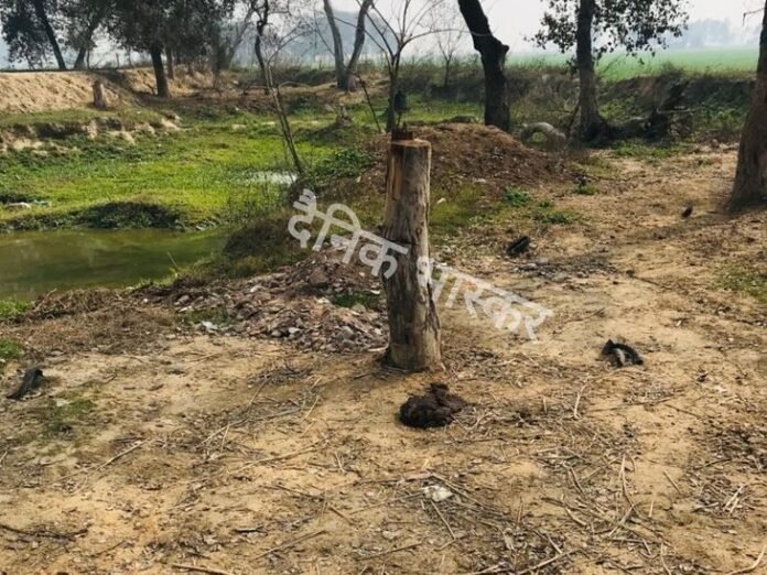 जगराओं में तीन आरोपियों ने पेड़ काटकर चोरी किए:  इनमें से एक पूर्व सरपंच; पुलिस ने छापेमारी शुरू की - Jagraon News