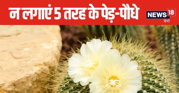 5 तरह के पेड़-पौधे जीवन को बना सकते हैं 'नरक', घर के अंदर भूलकर भी नहीं लगाएं, शांति हो जाएगी भंग!