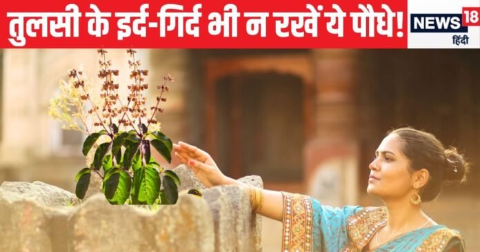 तुलसी के पास तो छोड़ो इर्द-गिर्द भी न रखें ये पौधे, घर से चली जाएगी सुख-शांति, मुसीबतों का भी लग सकता अंबार