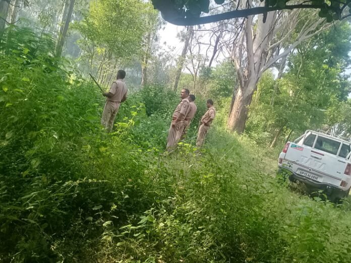 मेरठ में ड्रोन से जंगल में तलाशा गया तेंदुआ:  लोगों ने खौफ में काटी रात, बार-बार सताता रहा डर - Meerut News