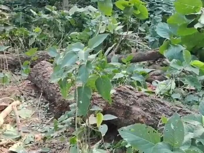 रातों रात गायब कर दिए गए शीशम के पेड़:  जांच पड़ताल में जुटा वन विभाग, अवैध रूप से हो रहा कटान - Shrawasti News