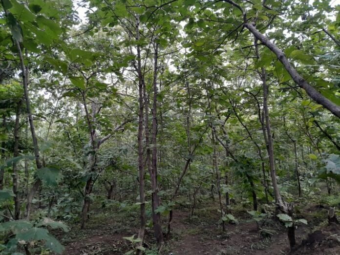 महात्मा गांधी अभयारण्य के लिए प्रक्रिया फिर शुरू:  सरकार ने वन विभाग से मांगी स्टेटस रिपोर्ट; 2021 में हुआ था स्वीकृत - Burhanpur (MP) News