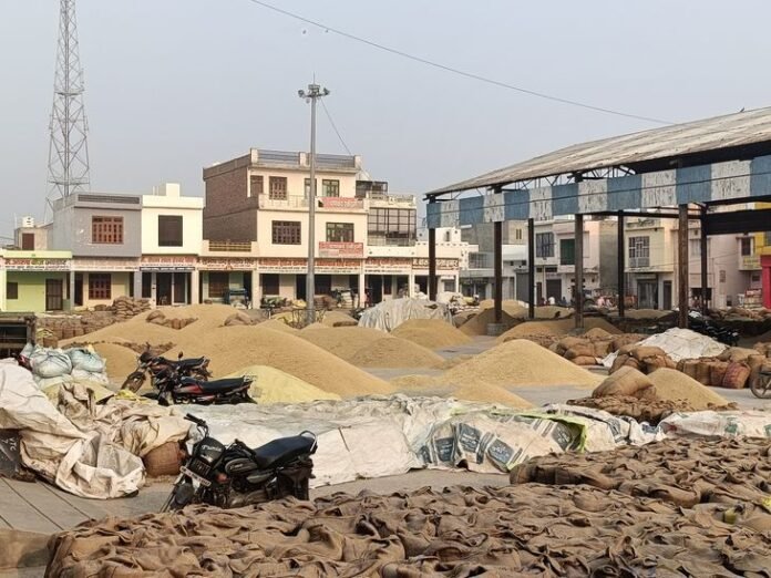 उचाना मंडी में धान की 1 लाख क्विंटल की खरीद:  23 करोड़ रुपए किसानों के खातों में ट्रांसफर, MSP पर बिक रहा - Uchana News