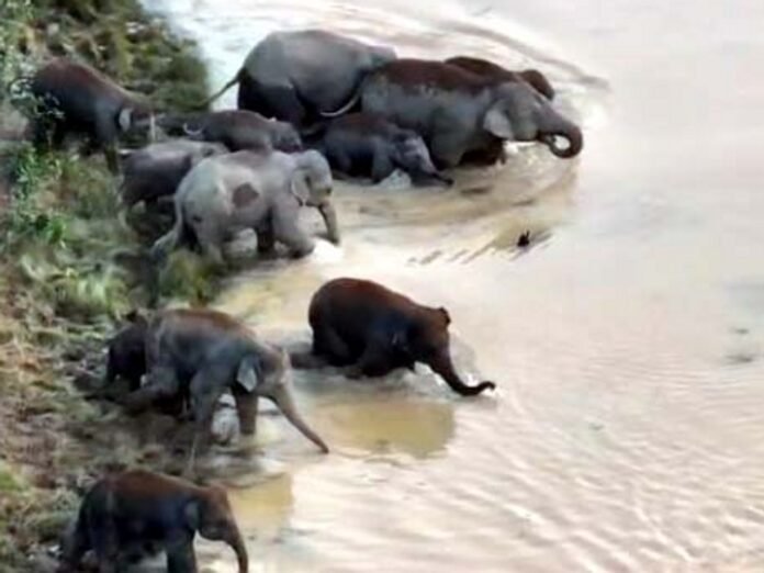 रायगढ़ में हाथियों का डैम में नहाने का VIDEO:  शावक समेत 29 ने लगाई डूबकी, ड्रोन कैमरे में कैद हुई धमा-चौकड़ी - Raigarh News