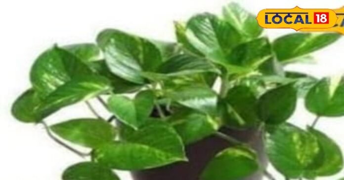 Vastu Tips: घर में मनी प्लांट लगाने का जानें सही तरीका, वास्तु का ये नियम बना सकता है धनवान