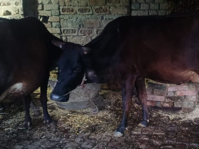 नालंदा में 4.50 लाख पशुओं में 150 का बीमा:  सात निश्चय-2 के तहत पशु बीमा योजना में किसानों का उदासीन रवैया - Nalanda News