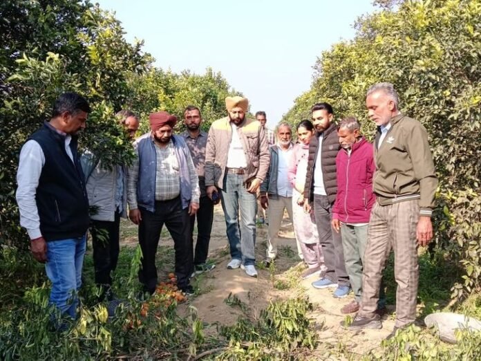 अबोहर में शेर दिखने का दावा:  वन विभाग ने जांच में पाया कुत्ते के पंजों के निशान, छानबीन शुरू - Abohar News