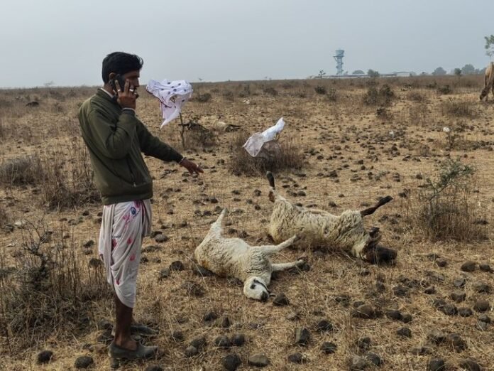 राजगढ़ में 30 मिनट में 30 भेड़ों की मौत:  तालाब का पानी पीने के बाद एक-एक कर गिरीं, सरकार से मदद की गुहार - rajgarh (MP) News