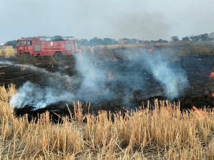 बलौदाबाजार में पराली जलाने से 10 एकड़ खेत में आग:  सरसों की फसल तक पहुंची लपटें,दमकलकर्मियों ने 10 मिनट में पहुंचकर बचाई 15 एकड़ फसल - baloda bazar News