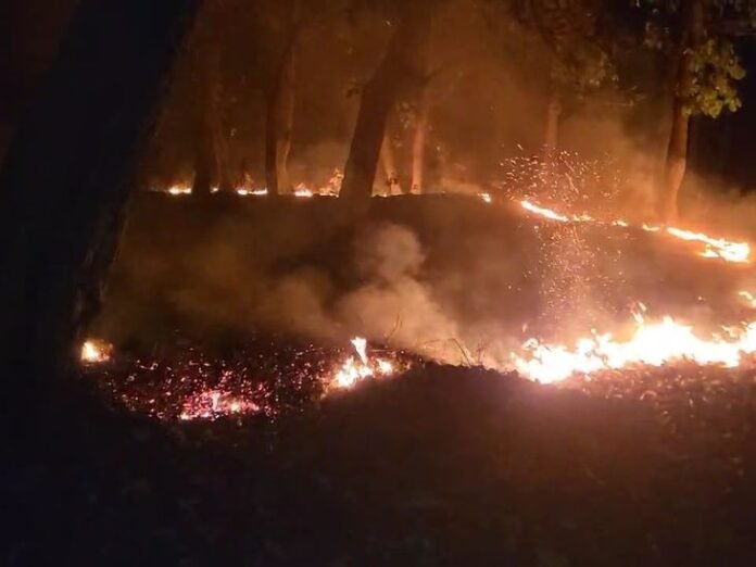 मरवाही के जंगलों में लगी आग:  मटियाडांड़ में जलता रहा जंगल, कोई बुझाने नहीं पहुंचा; वन विभाग से कोई पहल नहीं - Gaurela News