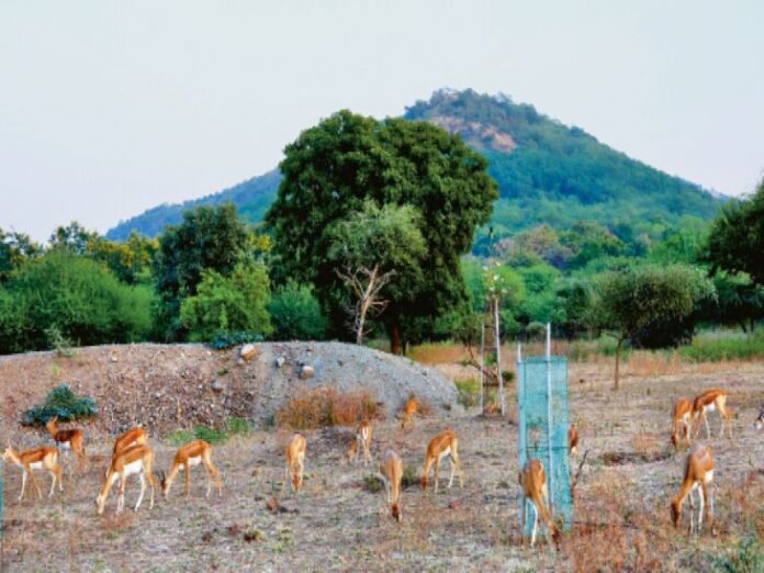 अभयारण्य:  रालामंडल; 12-13 मई को होगी जंगली जानवरों की गिनती - Indore News