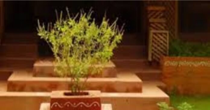 तुलसी को इस रंग के कपड़े से कभी न ढकें, मिट्टी में मिल जाएगी परिवार की इज्जत !