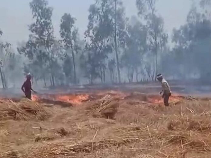 तेज हवाओं से खेत में लगी आग:  2 बीघा गेहूं और 9 बीघा गन्ने की फसल जली, फायर ब्रिगेड ने पाया काबू - Sitapur News