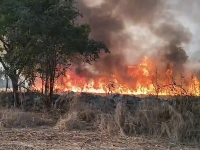 नरवाई जलाने वाले 21 किसानों को कारण बताओ नोटिस:  बैतूल में एक के खिलाफ FIR दर्ज, एक पर 2500 का जुर्माना लगाया - Betul News