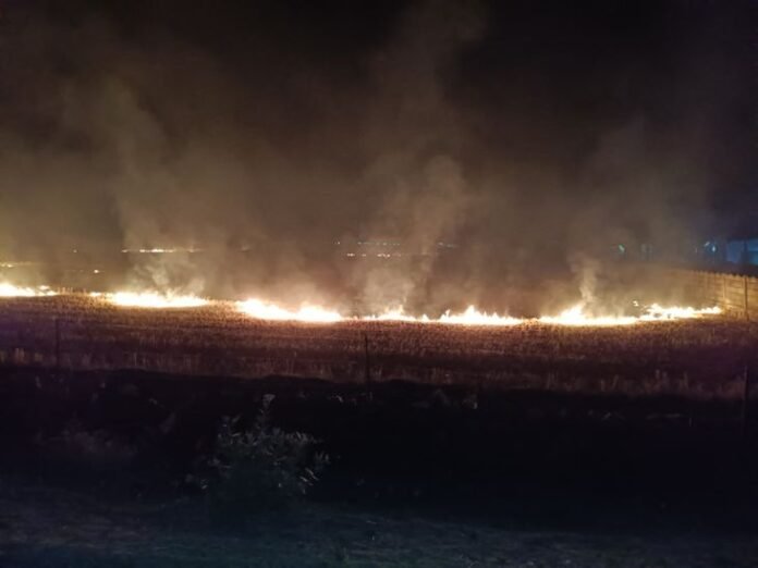  कार्रवाई से बचने रात के अंधेरे में जलाई जा रही नरवाई - Sheopur News