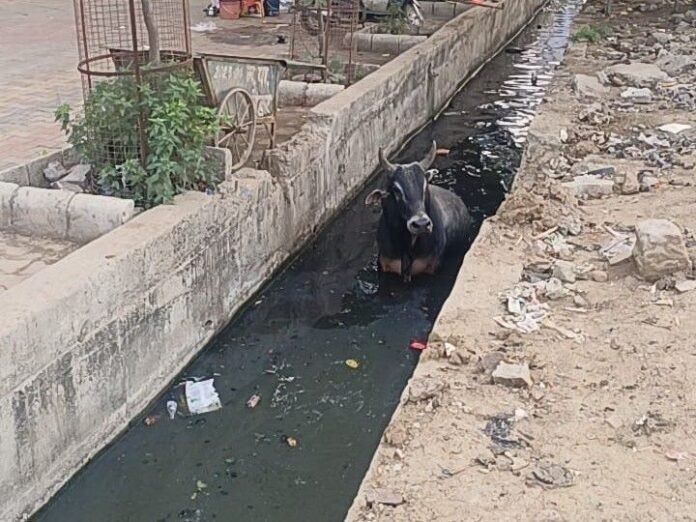 नगरपालिका के सामने नाले में गिरा बैल:  मैहर में घंटों फंसा रहा जानवर; स्थानीय लोगों ने बाहर निकाला - Maihar News