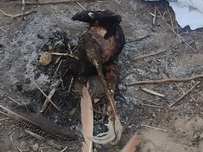 मुजफ्फरनगर में राष्ट्रीय पक्षी मोर की हत्या:  रेलवे ट्रैक के पास मोर को जलाकर खाने की कोशिश, बिहार का 1 व्यक्ति गिरफ्तार - Muzaffarnagar News