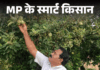 रीवा में कश्मीर और शिमला के ग्रीन एप्पल की खेती:  45 डिग्री तापमान में भी फलों से लदे पेड़, 200 से 250 रुपए किलो तक कीमत - Rewa News