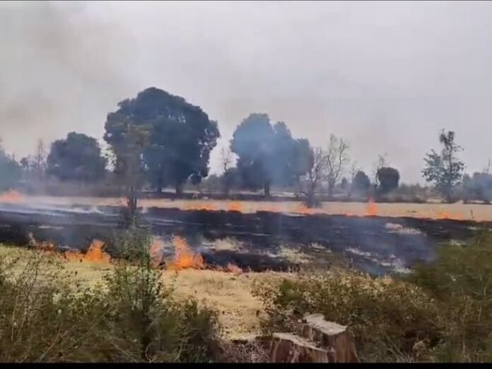 नरवाई जलाने पर उमरिया में 15 किसानों को नोटिस:  मानपुर के पिपरिया गांव में 75 हजार का जुर्माना, दो किसानों पर 15-15 हजार का जुर्माना - Umaria News
