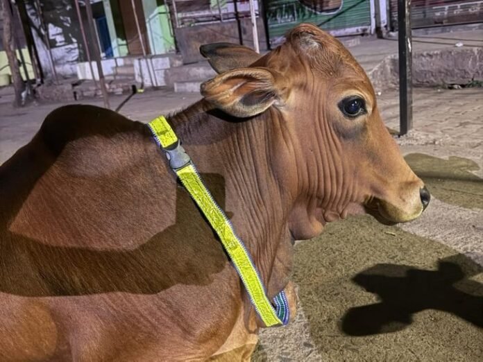 गौवंश की सुरक्षा के लिए अनूठी पहल:  राजनांदगांव में 1000 गौवंशों को रेडियम बेल्ट पहनाया जाएगा; चालकों को दूर से दिखेंगे मवेशी - Rajnandgaon News