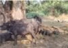 ग्रामीणों की सतर्कता से नाकाम हुई भैंस चोरी:  8 चोरी की भैंसें छोड़कर भागे बदमाश, पुलिस सीसीटीवी फुटेज से कर रही जांच - Kaushambi News