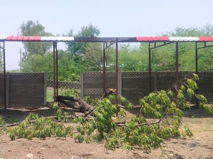 पर्यावरण दिवस के अगले दिन काटा नीम का पेड़:  रायसेन नपा के इंजीनियर और कर्मचारी को सीएमओ का नोटिस, विकास समिति ने की निंदा - Raisen News