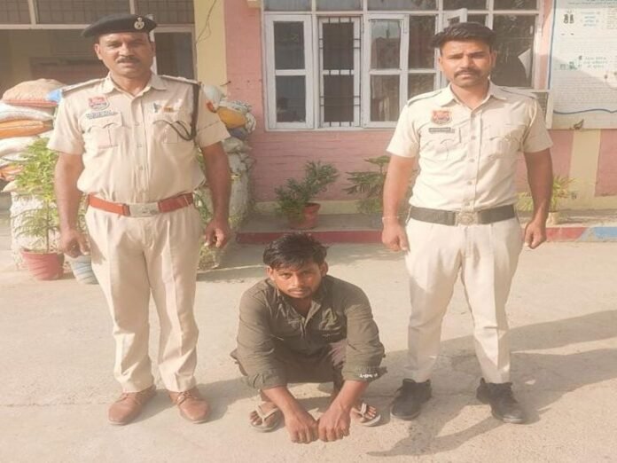 फतेहाबाद में 7 महीने बाद पुलिस के हत्थे चढ़ा चोर:  दो राइस मिल में की चोरी, साथियों संग ले गए धान की 66 बोरियां - Fatehabad (Haryana) News
