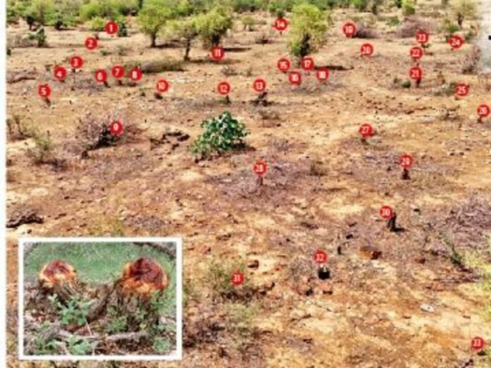ये 33 ठूंठ गवाह..:  तस्करों व अफसरों ने मिलकर पेड़ों का कत्ल किया - Gwalior News