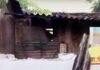 रायगढ़ में रसोई घर की दीवार हाथी ने तोड़ा:  रात में खाने की तालाश में स्कूल तक पहुंचे, 8 हाथी का दल कर रहा विचरण - Raigarh News