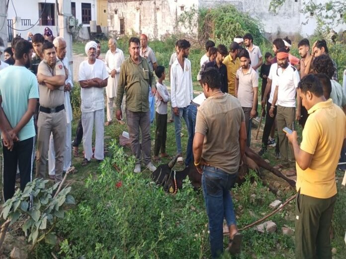 रेवाड़ी में केमिकल छोड़ने वाली 2 कंपनियों पर FIR:  बिना एनओसी चल रहीं, पॉल्यूशन बोर्ड से केवल नोटिस, हुई थी गोवंश की मौत - Rewari News