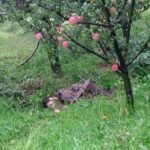 Kulgam Encounter | Jammu Kashmir Terrorist Search Operation Update – Indian Army | कुलगाम एनकाउंटर का दूसरा दिन, आतंकियों की तलाश जारी: एक दिन पहले मुठभेड़ में दो आतंकवादी मारे गए थे; दो जवान हुए थे शहीद