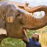 Supreme Court Dismisses Plea, Upholds Vantara Report