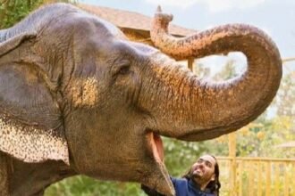 Supreme Court Dismisses Plea, Upholds Vantara Report