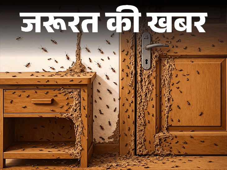 House Termite Reason: Sensitive Places Prevention Tips