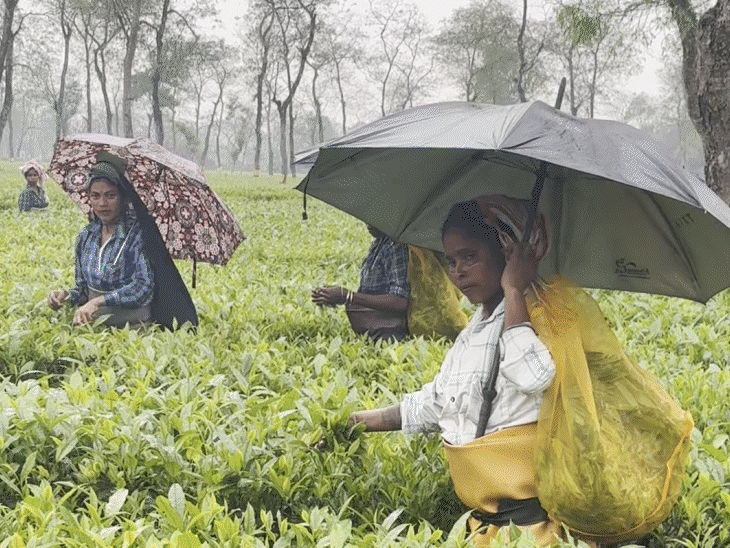 Assam assembly elections; Tea belt turns political battleground| Tea garden workers