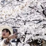 Millions of trees of 800 varieties turn the country pink, a sight that lasts for two weeks.