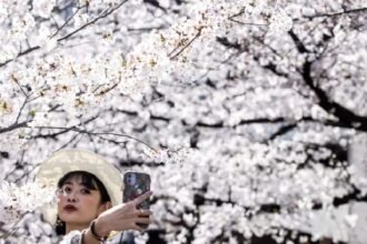 Millions of trees of 800 varieties turn the country pink, a sight that lasts for two weeks.