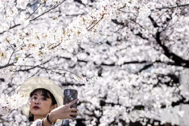 Millions of trees of 800 varieties turn the country pink, a sight that lasts for two weeks.