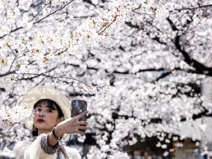 Millions of trees of 800 varieties turn the country pink, a sight that lasts for two weeks.