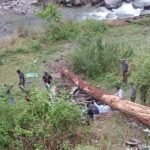 हिमाचल में तूफान में हादसा, 4 महिला टीचर्स की मौत:आनी में पेड़ गिरने से खाई में गिरी बोलेरो गाड़ी, 3 गंभीर, दो IGMC शिमला रेफर