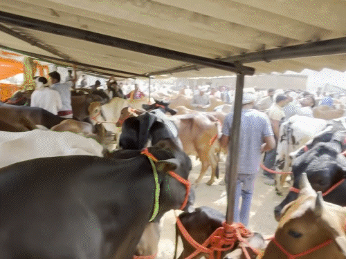Bakrid 2026 Qurbani Ban Controversy; Suvendu Adhikari Vs Hindu Muslim