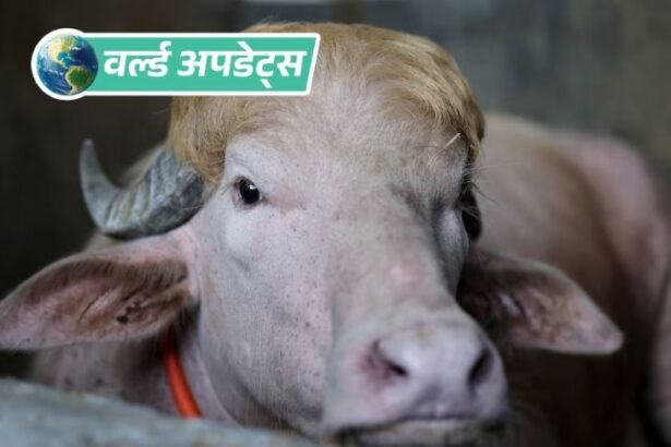 वर्ल्ड अपडेट्स:बांग्लादेश में ट्रम्प नाम के भैंसे की कुर्बानी पर रोक, नेशनल जू भेजा गया