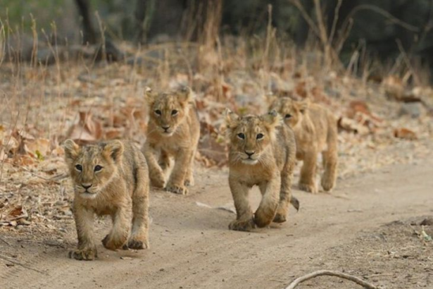 गुजरात में संक्रमण से 4 शेर शावकों की मौत:17 शेरों को आइसोलेट किया गया; सीएम भूपेंद्र पटेल ने उच्चस्तरीय बैठक की