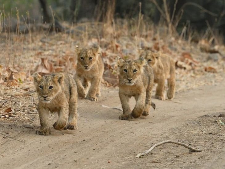 गुजरात में संक्रमण से 4 शेर शावकों की मौत:17 शेरों को आइसोलेट किया गया; सीएम भूपेंद्र पटेल ने उच्चस्तरीय बैठक की