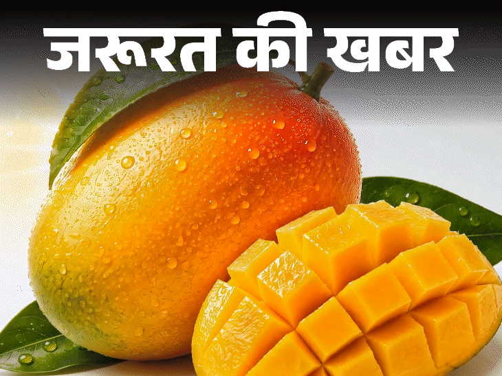 Mango Health Benefits; Weight Control, Immunity – Nutritional Value